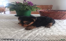 Yorkshire Terrier dogs for sale: Ted - Image 5