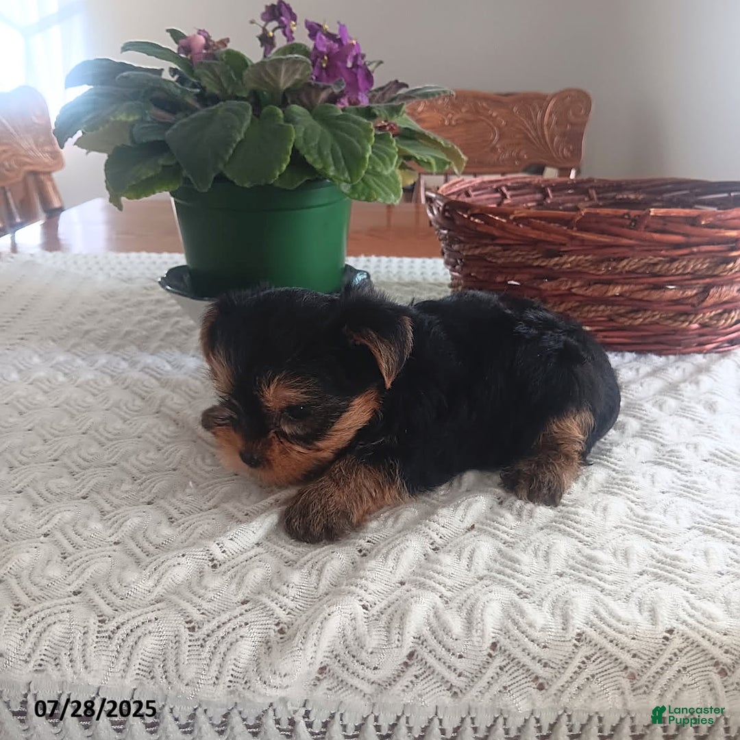 Yorkshire Terrier dogs for sale: Ted - Image 5