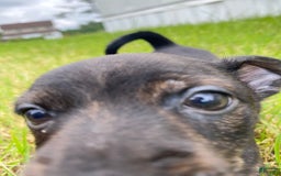 Chihuahua dogs for sale: Scrappy - Image 4