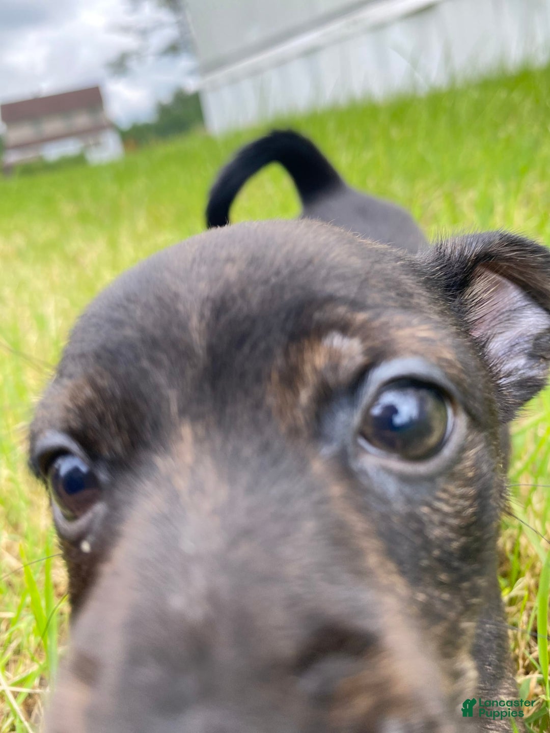 Chihuahua dogs for sale: Scrappy - Image 4