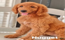 Goldendoodle dogs for sale: Nugget - Image 15