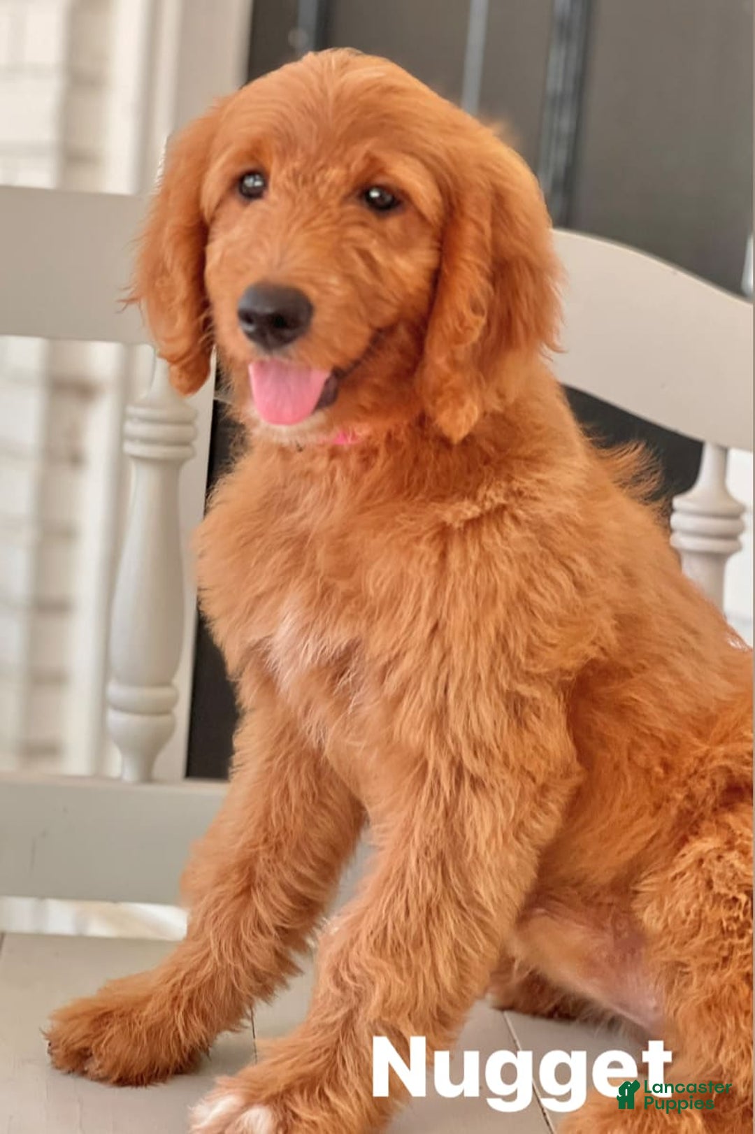 Goldendoodle dogs for sale: Nugget - Image 15