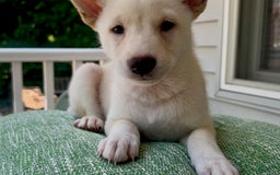 Shiba Inu dogs for sale: Pinky - Image 5