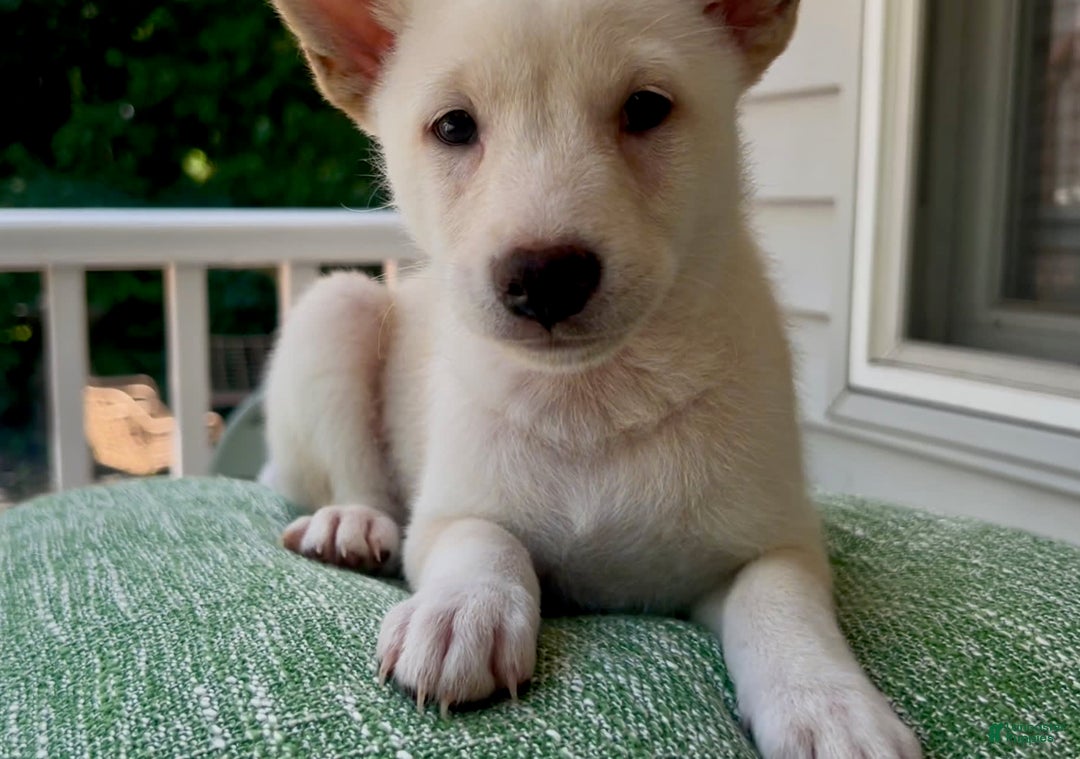 Shiba Inu dogs for sale: Pinky - Image 5