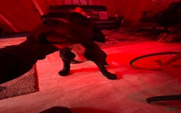 Cane Corso dogs for sale: Madam - Image 2