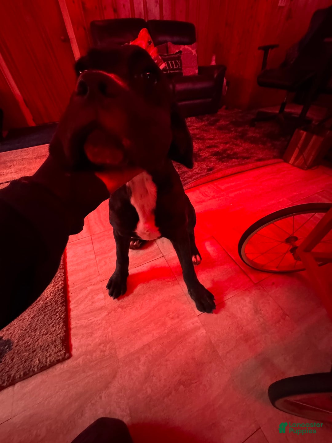 Cane Corso dogs for sale: Madam - Image 2