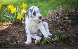 Great Dane dogs for sale: Electra - Image 3