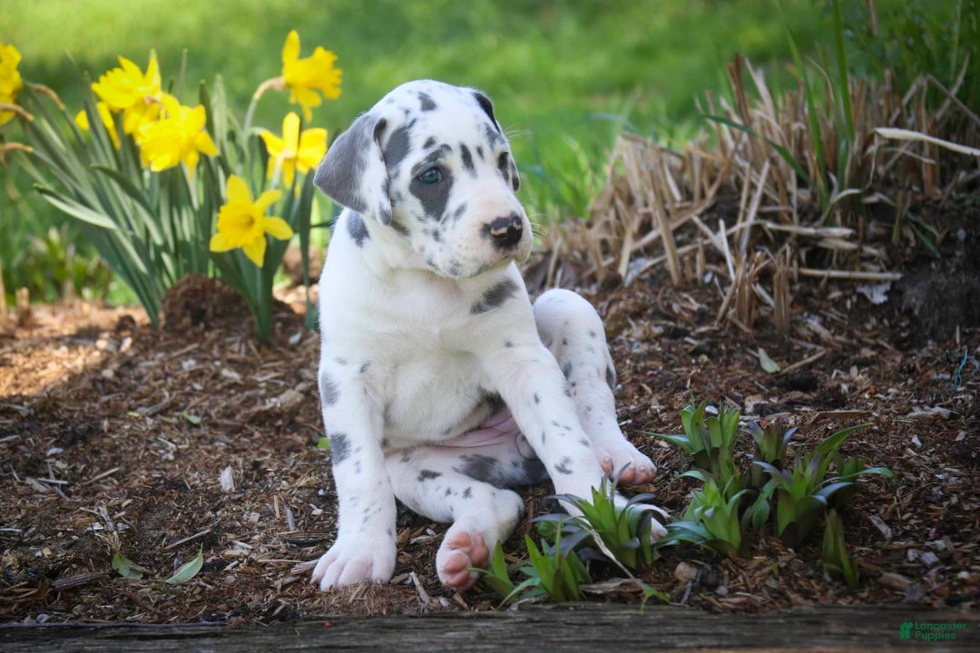 Great Dane dogs for sale: Electra - Image 3
