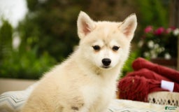 Pomsky dogs for sale: Blaze - Image 7