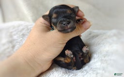 Morkie dogs for sale: "teacup" Cricket - Image 16