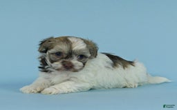 Havanese dogs for sale: Ike - Image 4