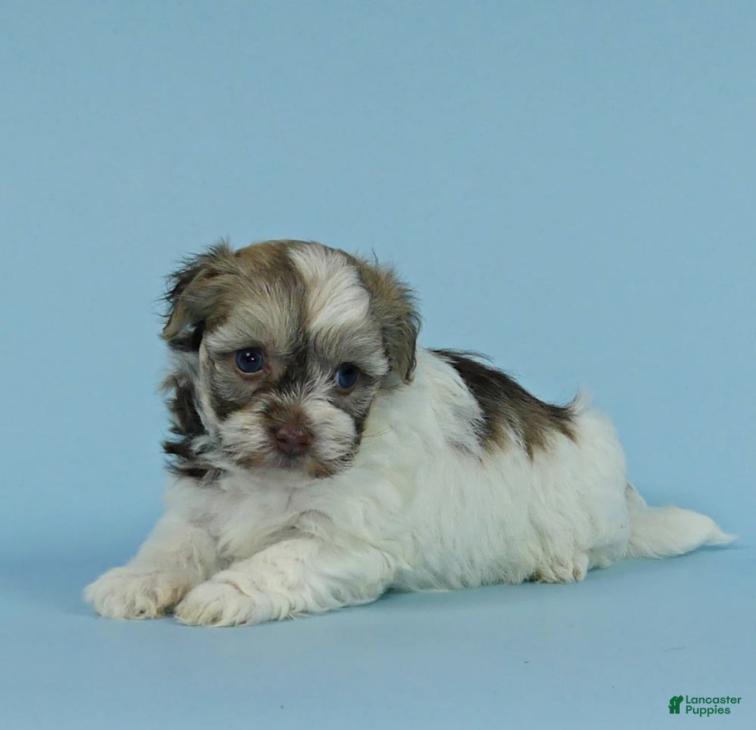 Havanese dogs for sale: Ike - Image 4
