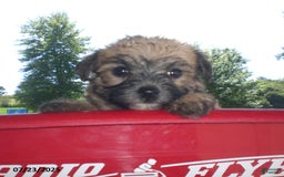 Yorkiepoo dogs for sale: Sally - Image 9