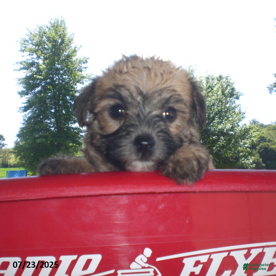 Yorkiepoo dogs for sale: Sally - Image 9
