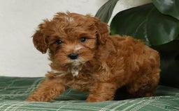 Cavapoo dogs for sale: Rocky - Image 8