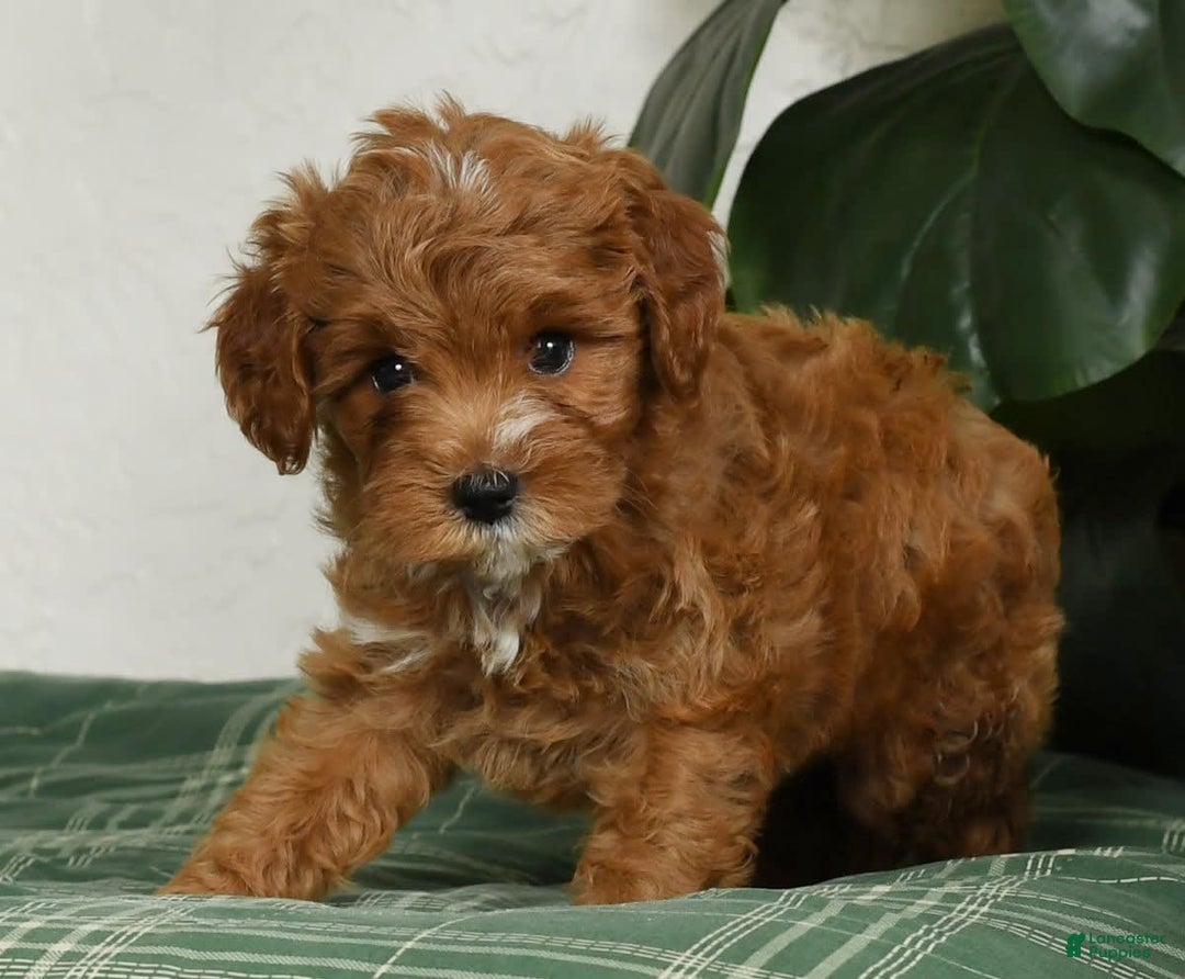 Cavapoo dogs for sale: Rocky - Image 8