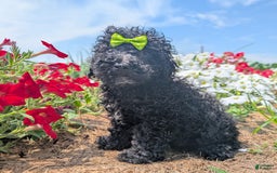 Toy Poodle dogs for sale: Toy Poodle 4 puppies - Image 14