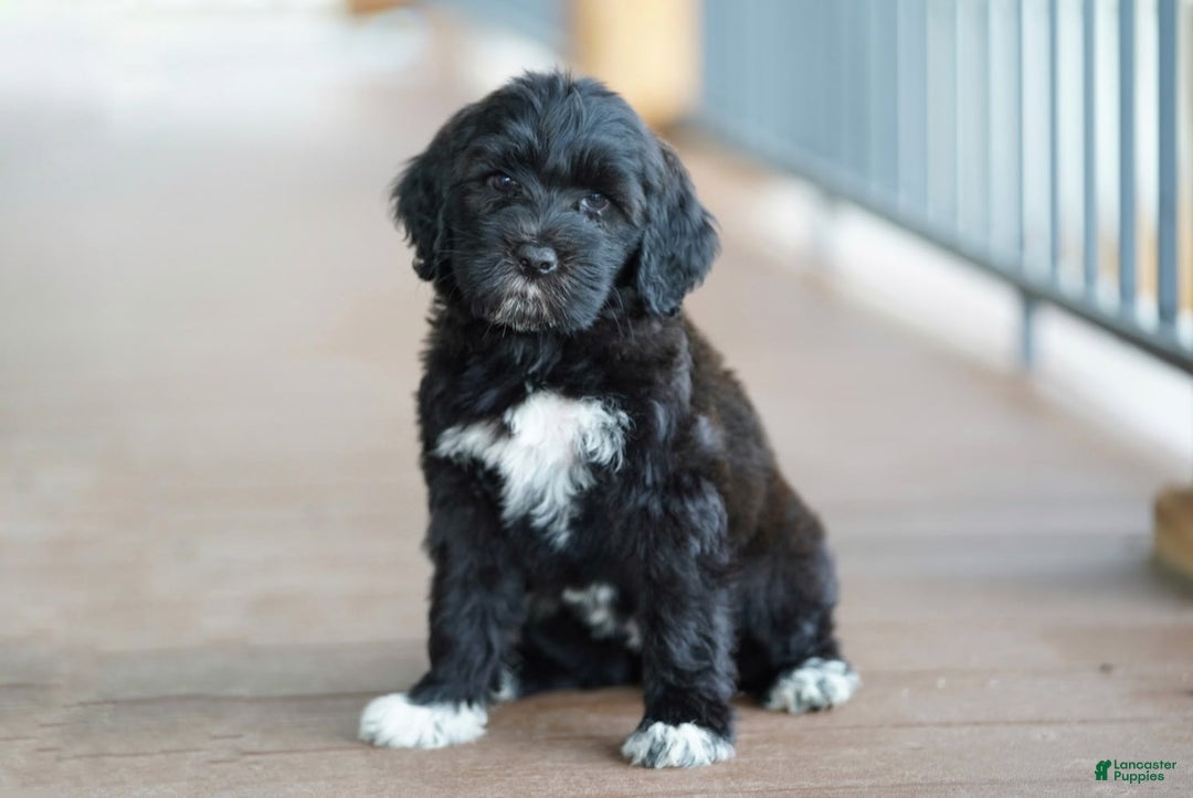 Portuguese Water Dog dogs for sale: Boots - Image 3