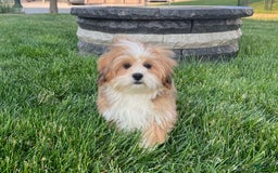 Lhasa Apso dogs for sale: Daisy Mae - Image 4