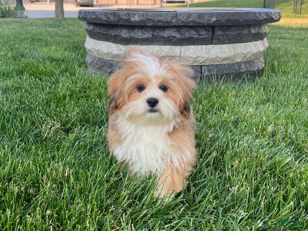Lhasa Apso dogs for sale: Daisy Mae - Image 4