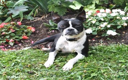 Boston Terrier dogs for sale: Joanne - Image 4