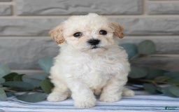 Bichpoo dogs for sale: Kory - Image 3