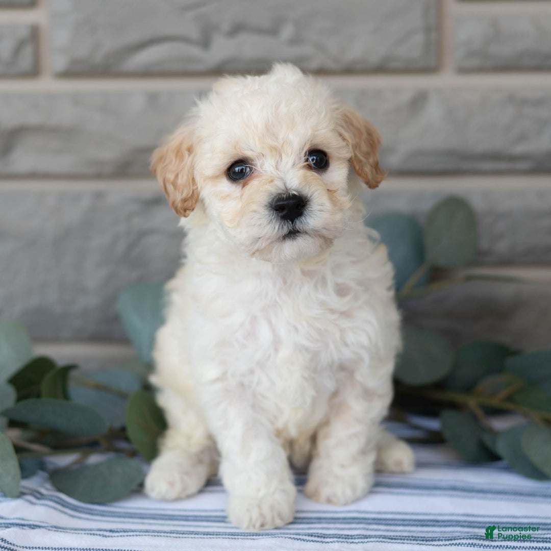 Bichpoo dogs for sale: Kory - Image 3