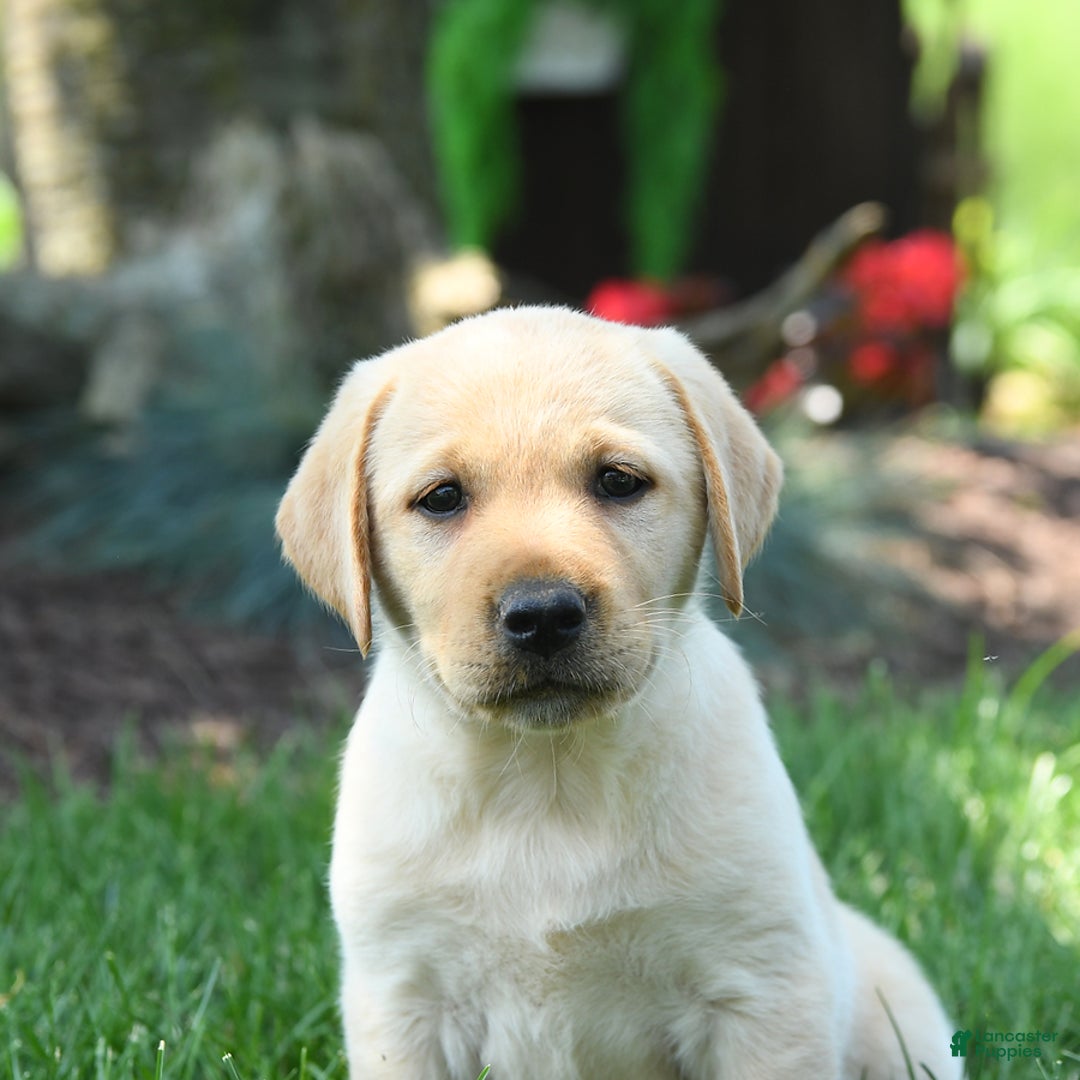 Labrador Retriever dogs for sale: Whitney - Image 7