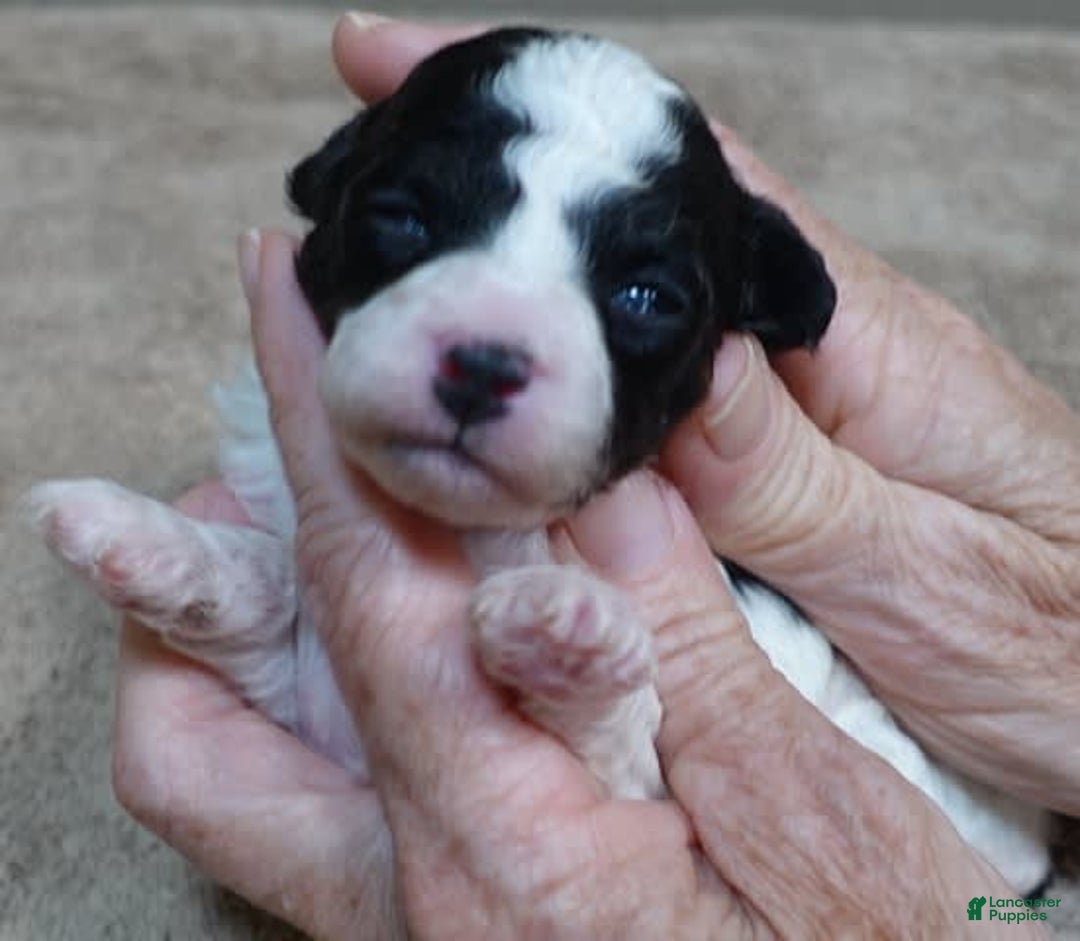 Toy Poodle dogs for sale: Zara Parti Girl - Image 6