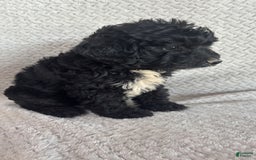 Mini Aussiedoodle dogs for sale: Hadley - Image 4