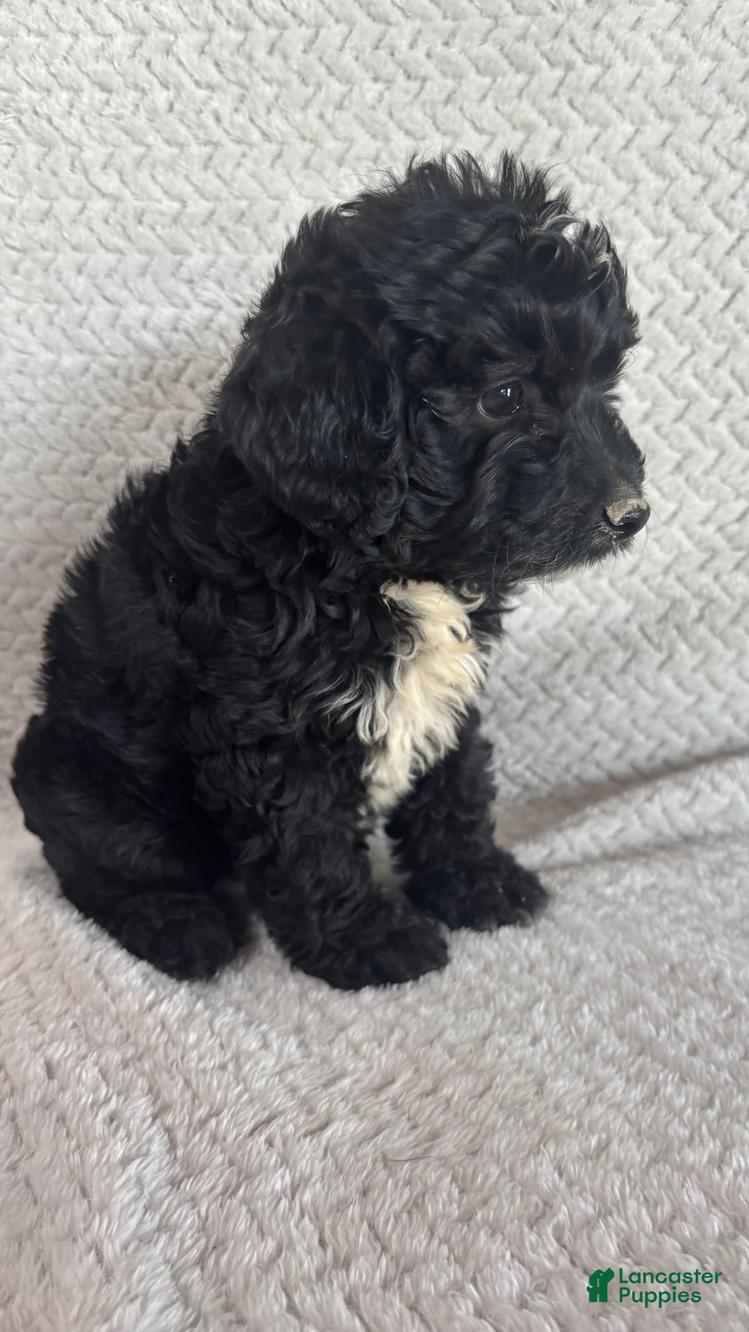 Mini Aussiedoodle dogs for sale: Hadley - Image 4