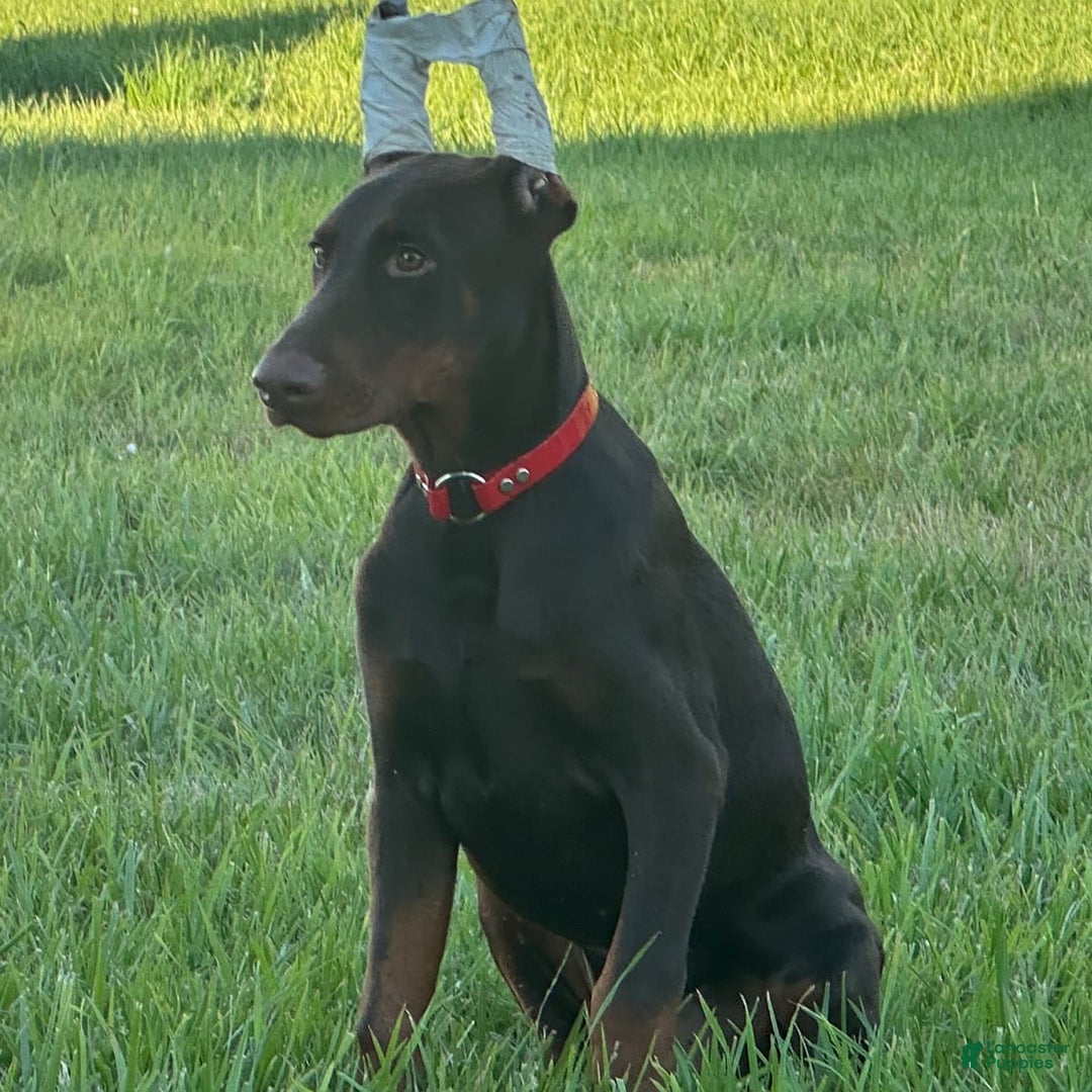 Doberman Pinscher dogs for sale: George - Image 2