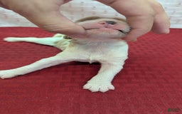 Cockapoo dogs for sale: Rebel - Image 1