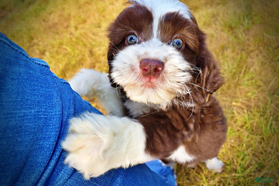 Havapoo dogs for sale: Juliet - Image 15