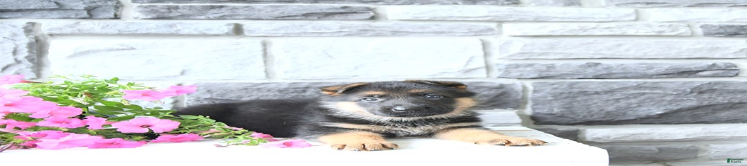 Zeek
