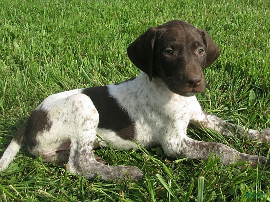 German Shorthaired Pointer dogs for sale: Tress - Image 1