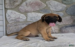 English Mastiff dogs for sale: Buck - Image 7