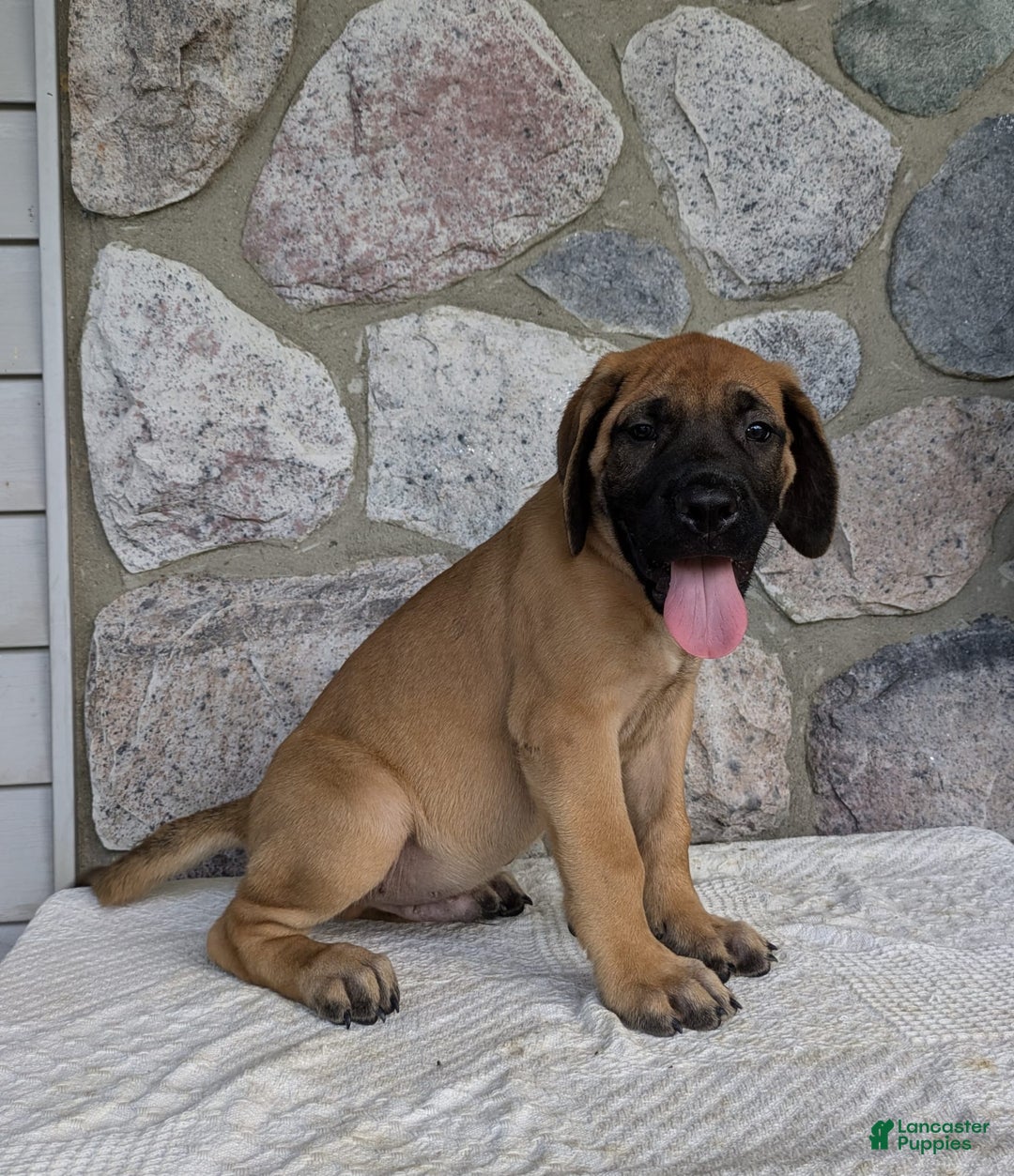 English Mastiff dogs for sale: Buck - Image 7