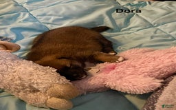 Shiba Inu dogs for sale: Dora - Image 9