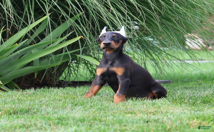 Doberman Pinscher dogs for sale - Ad 2