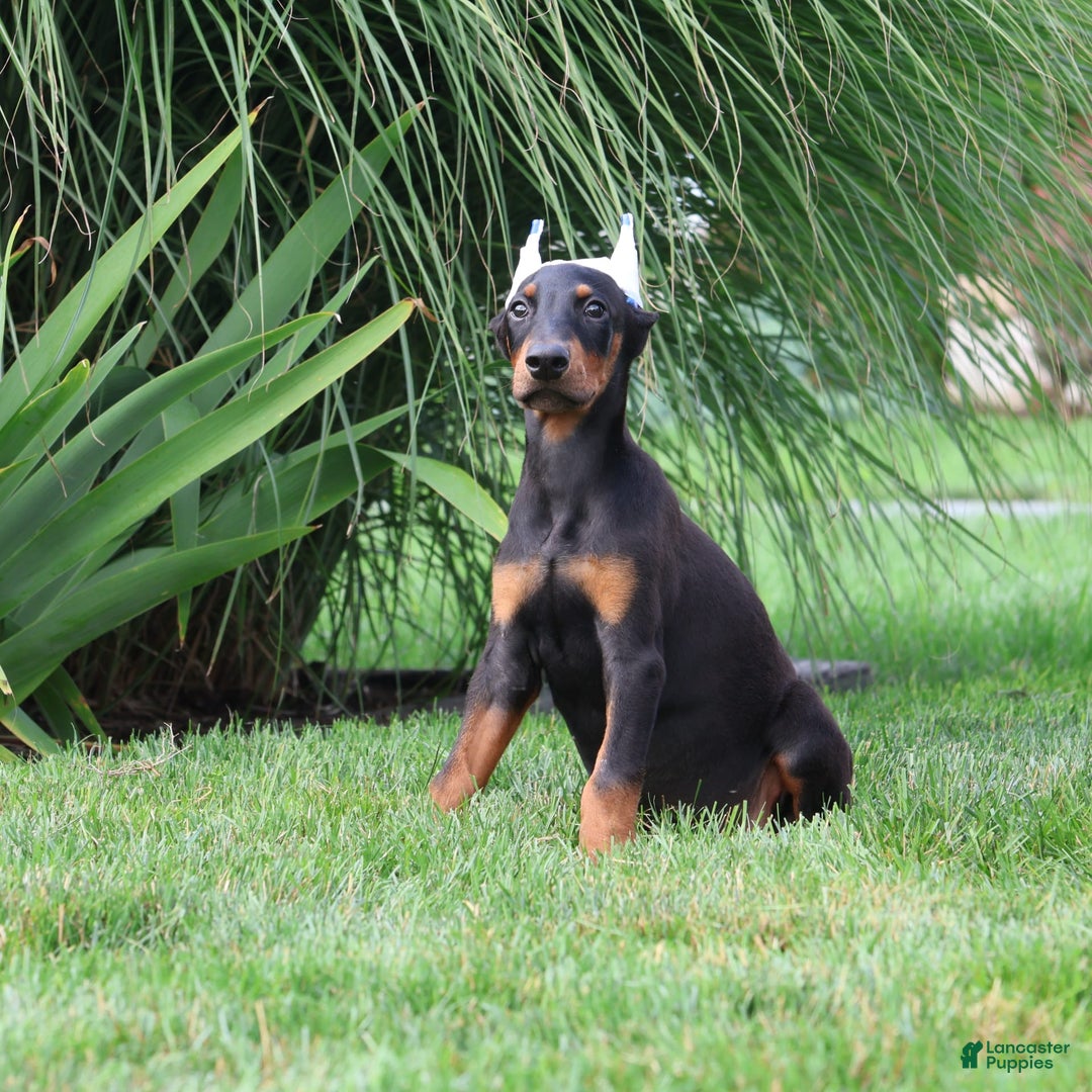 Doberman Pinscher dogs for sale: Jack - Image 1