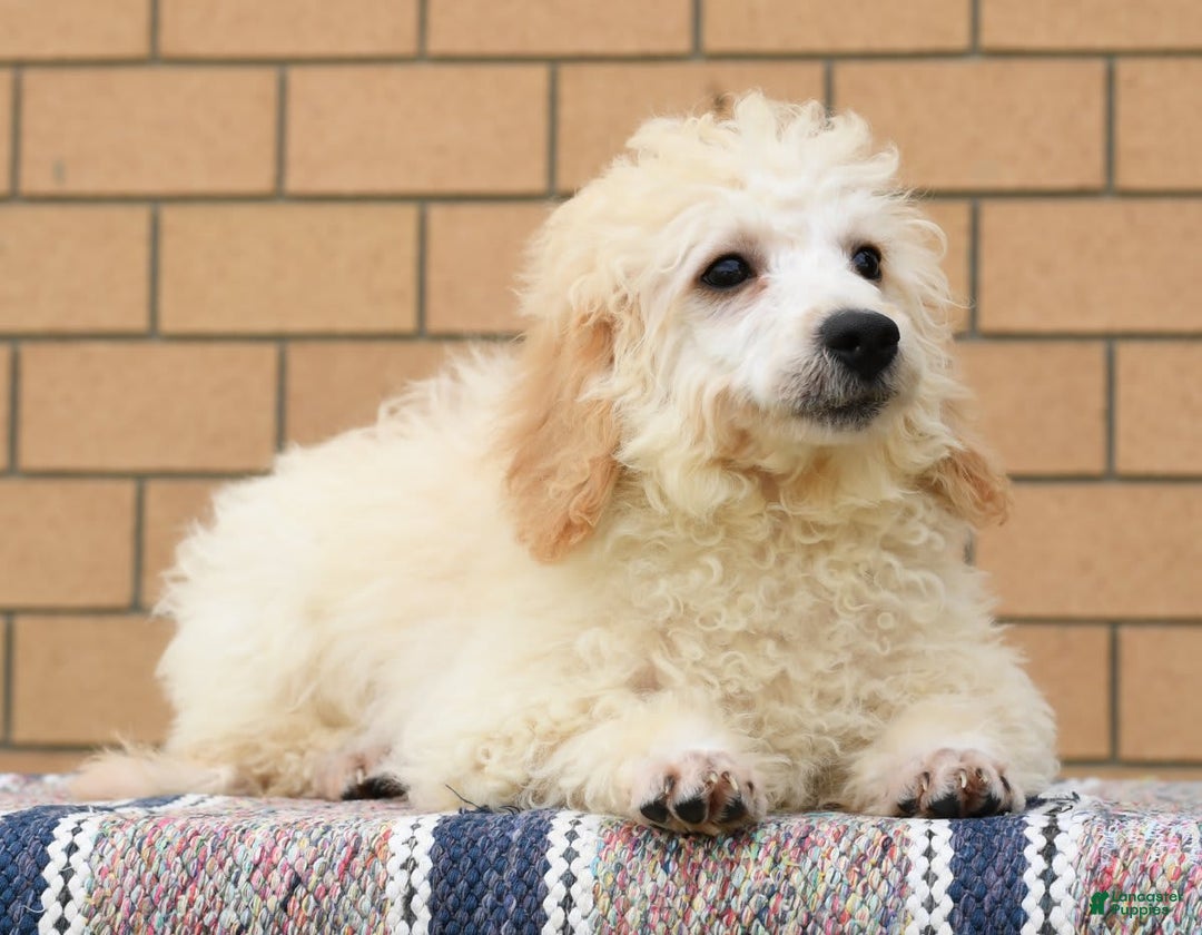 Bichpoo dogs for sale: Mose - Image 2