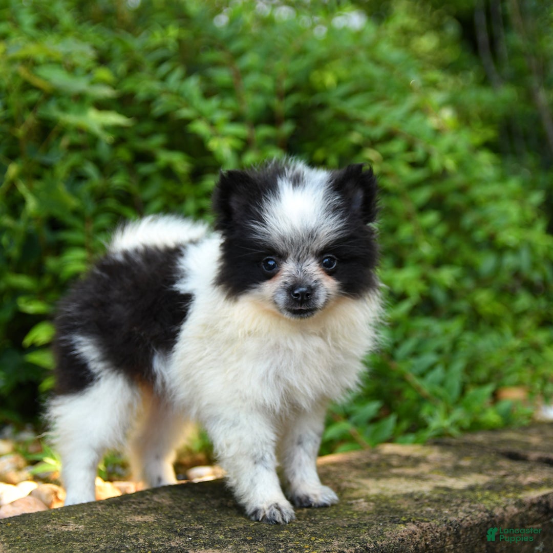 Pomeranian dogs for sale: Olive - Image 2