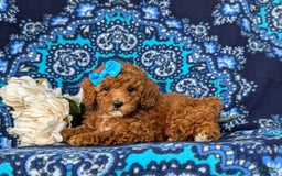 Miniature Poodle dogs for sale: Hana - Image 5