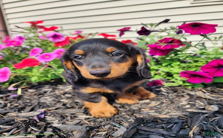 Miniature Dachshund dogs for sale - Ad 2