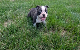 Frenchton dogs for sale: Nash - Image 7