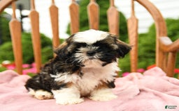Shih Tzu dogs for sale: Puddles - Image 9