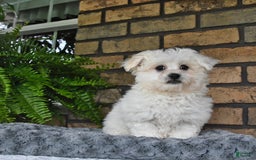 Havapoo dogs for sale: Thomas - Image 6