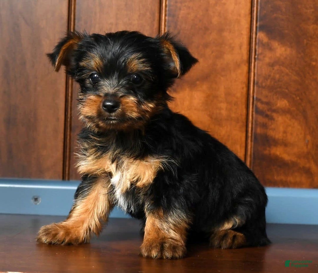 Yorkshire Terrier dogs for sale: Andy - Image 3