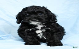 Cockapoo dogs for sale: Valerie - Image 8